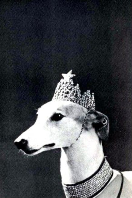 lady-greyhound-advertising-dog